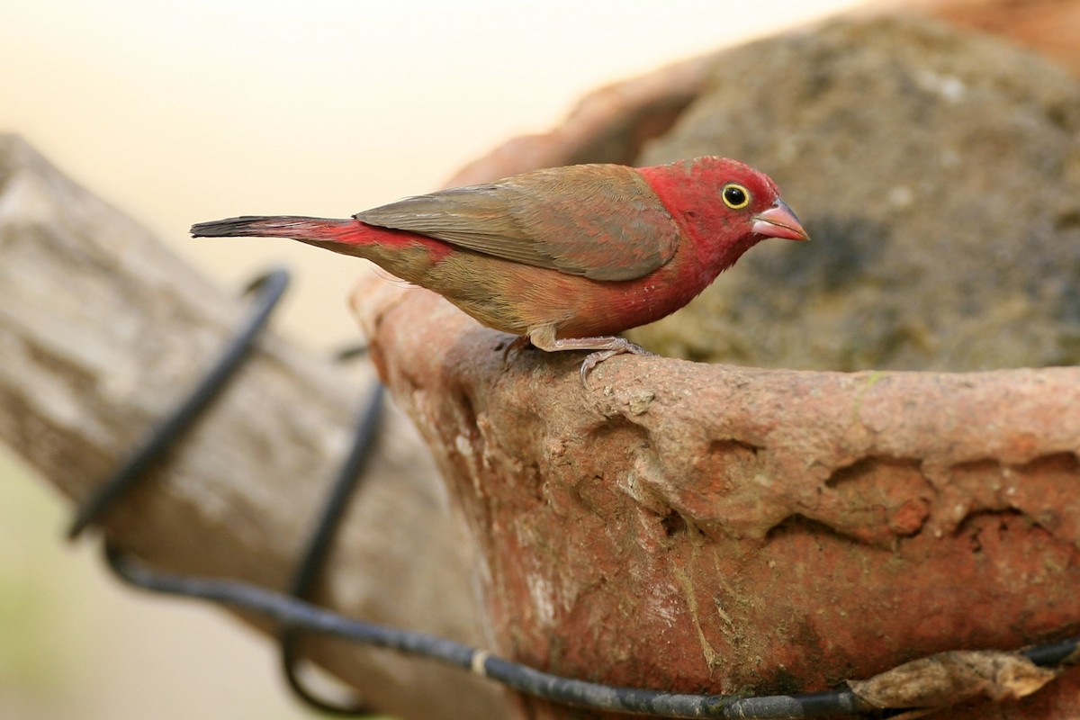 Red-billed Firefinch - ML639226099