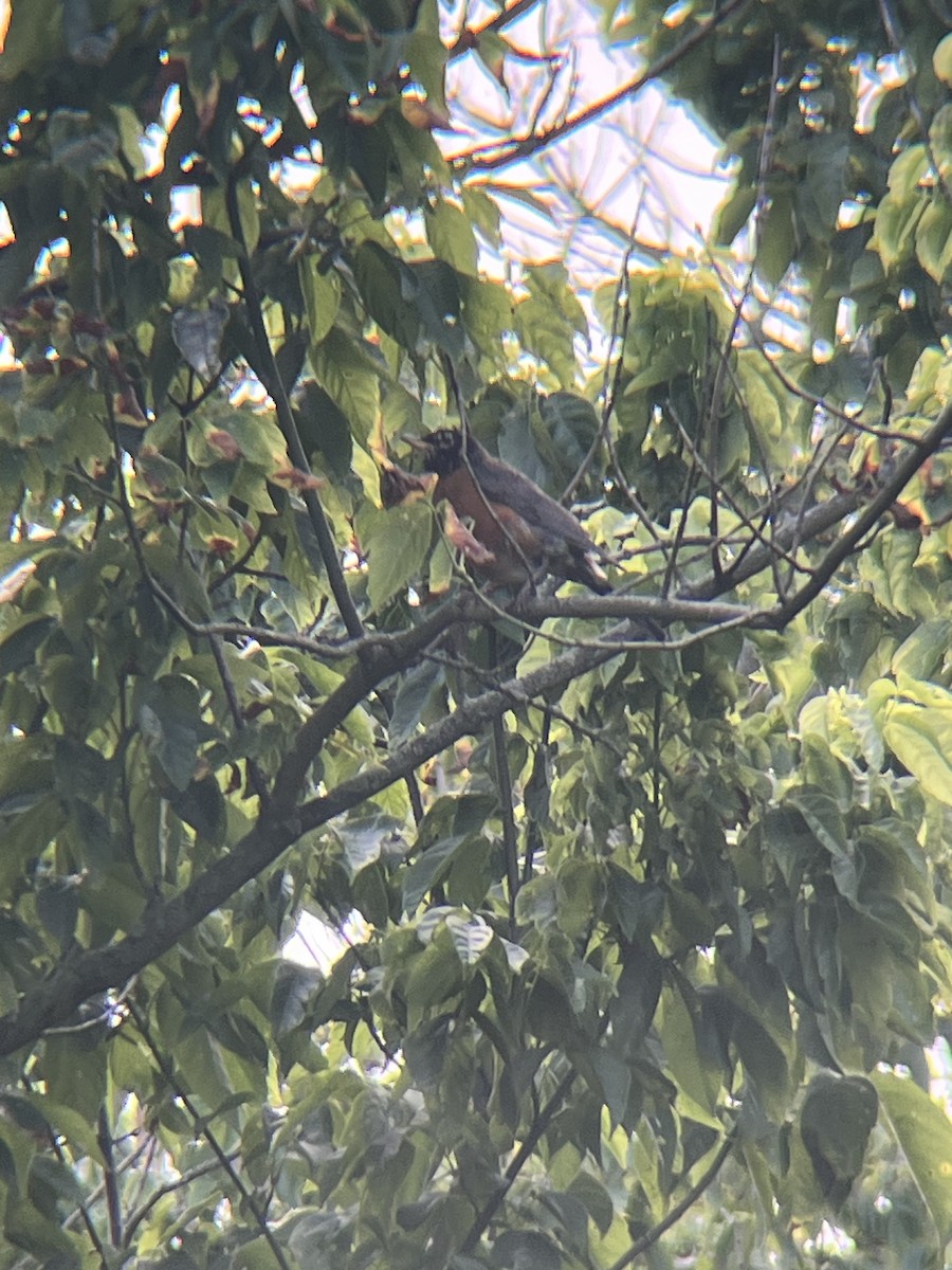American Robin - ML639226106
