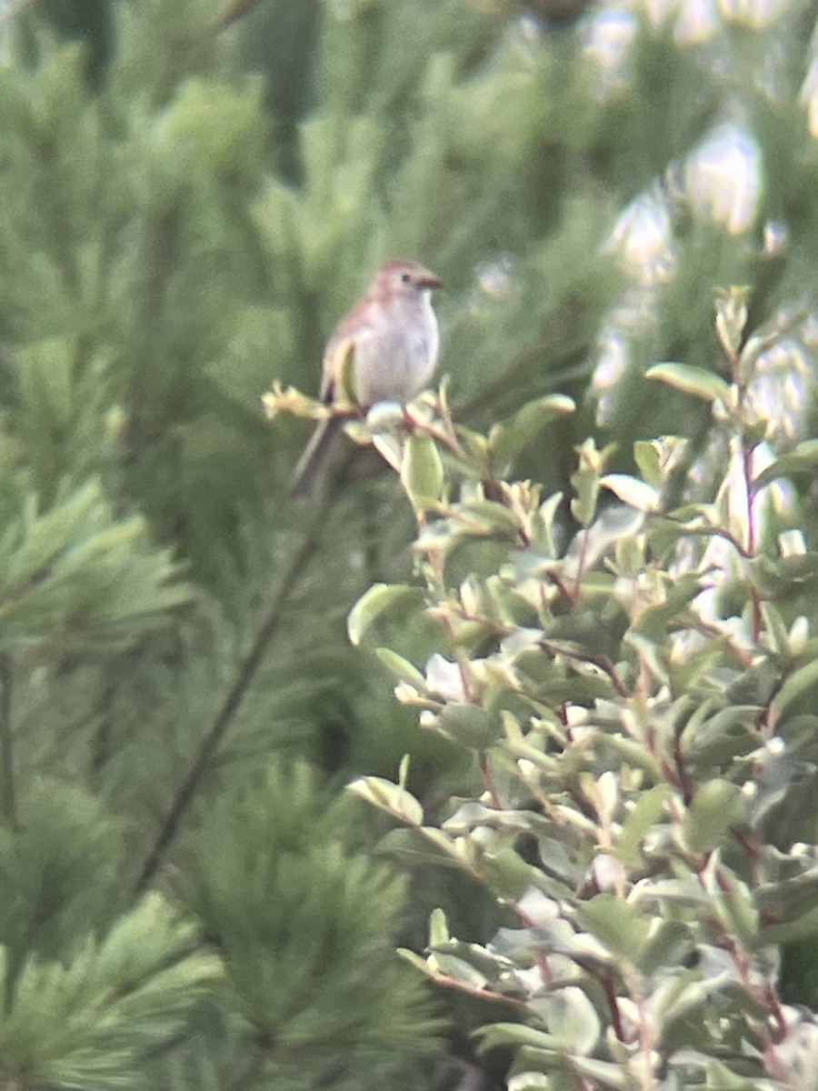 Field Sparrow - ML639226120