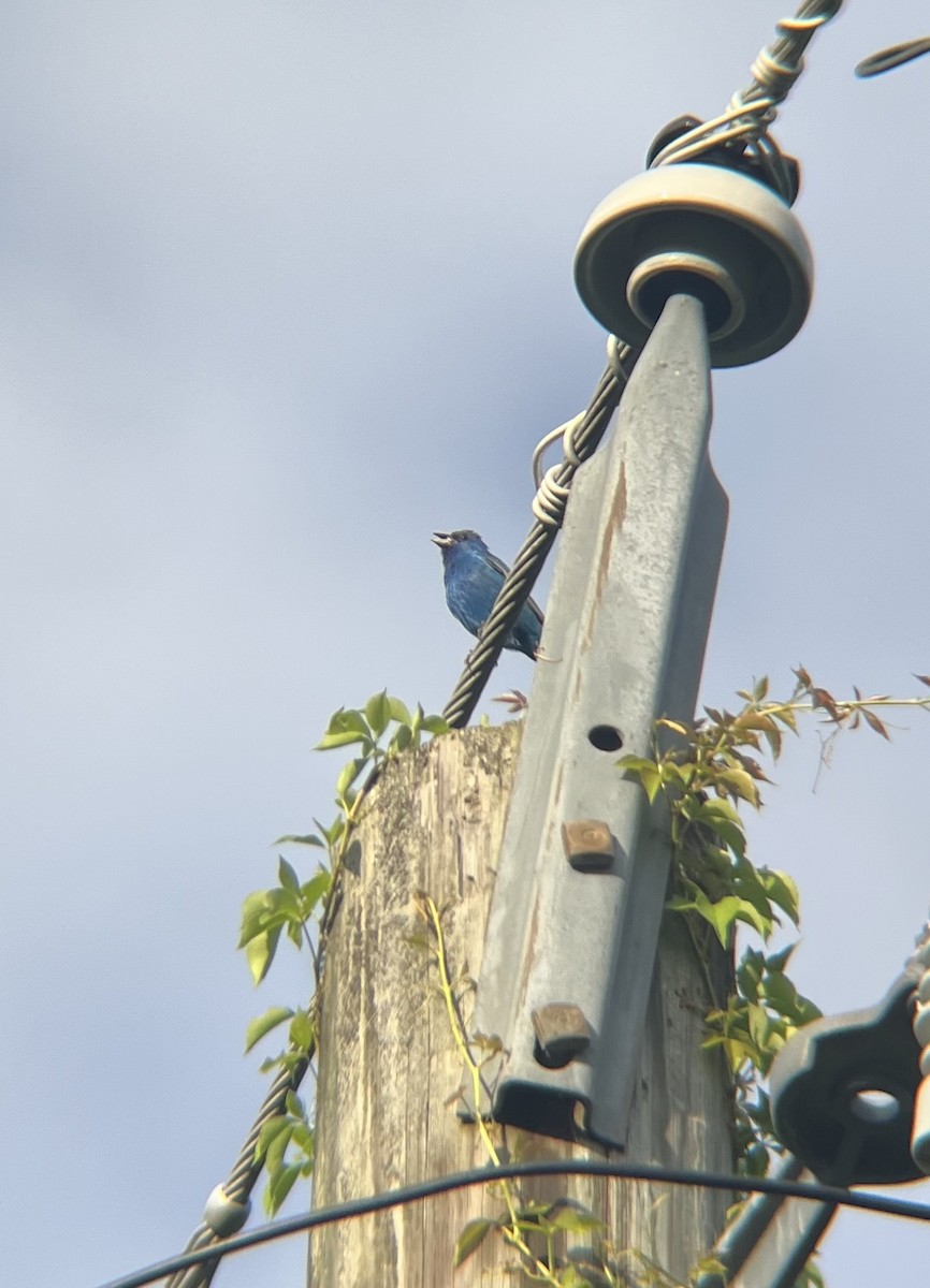 Indigo Bunting - ML639226129