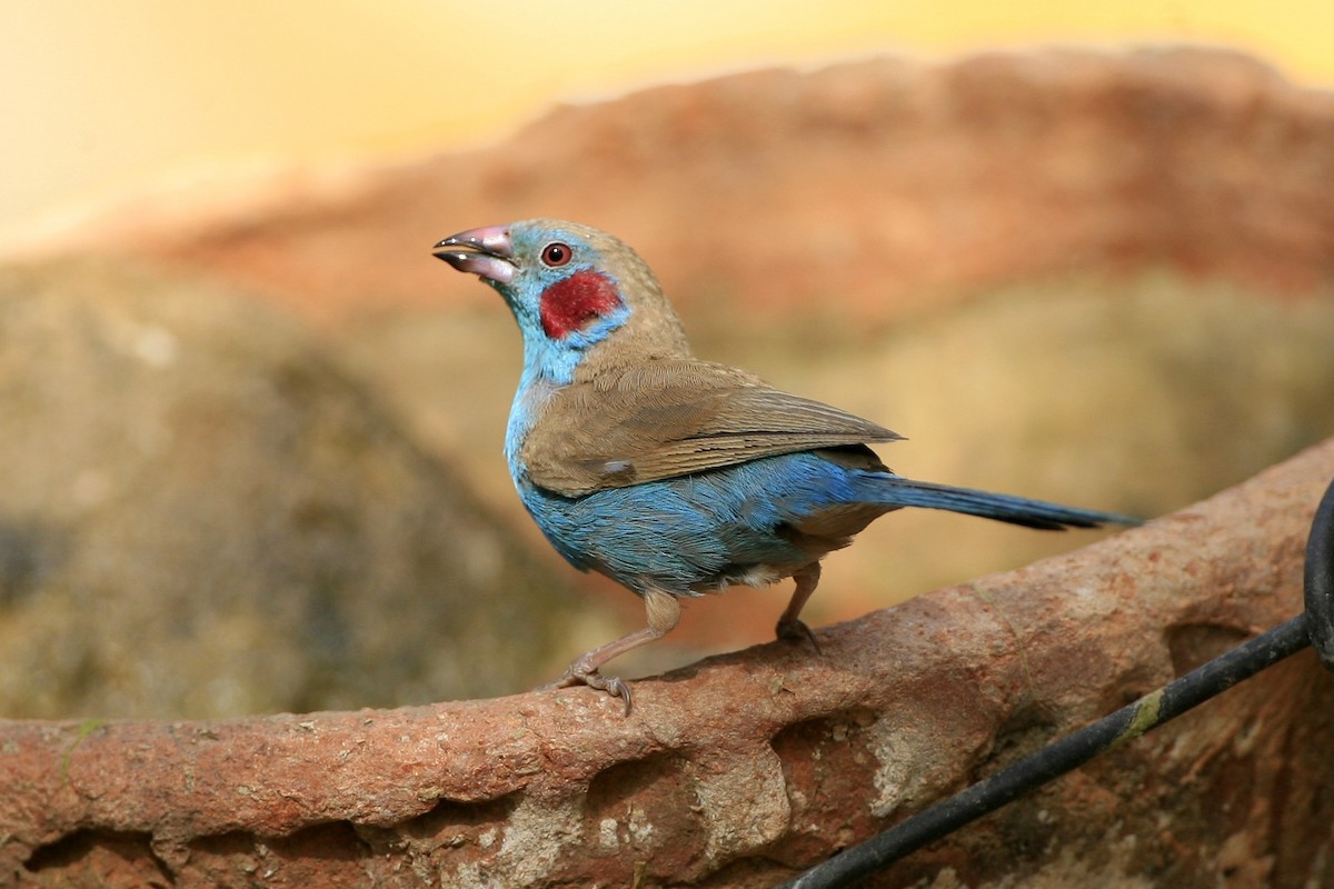 Red-cheeked Cordonbleu - ML639226132