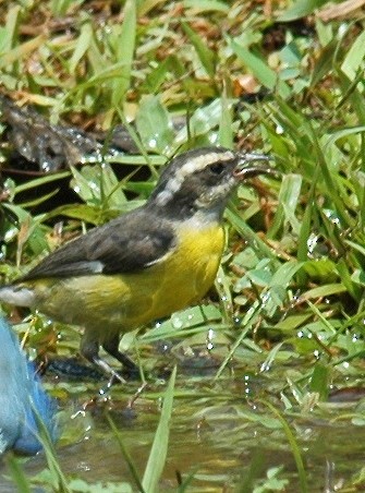 Bananaquit - ML639226139