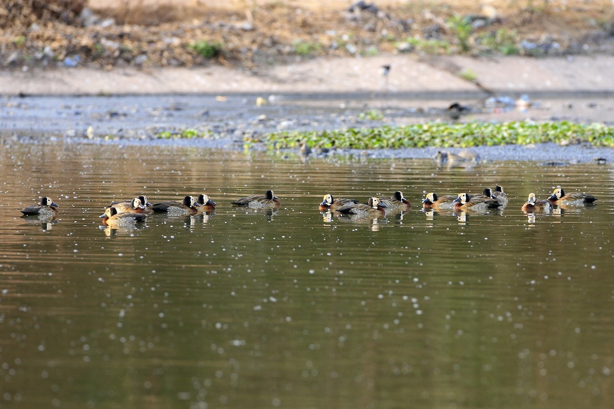 White-faced Whistling-Duck - ML639226229