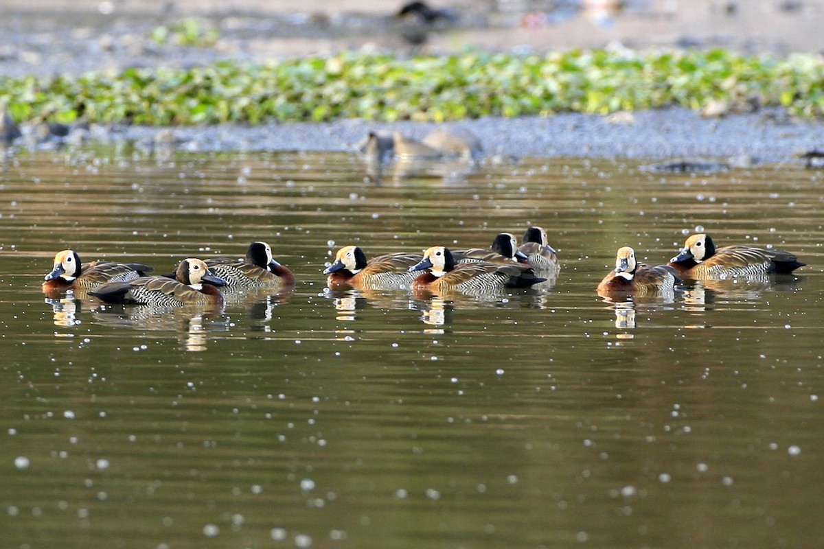 White-faced Whistling-Duck - ML639226230