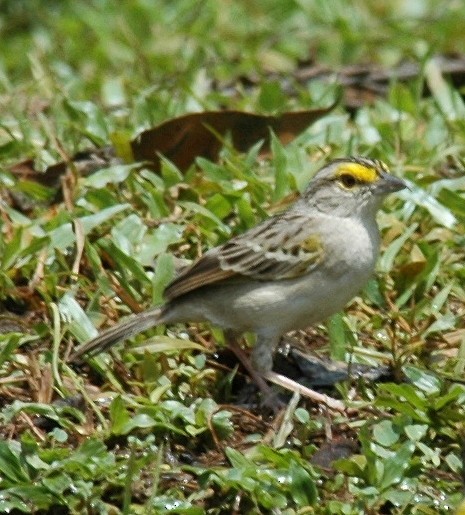 Yellow-browed Sparrow - ML639226237