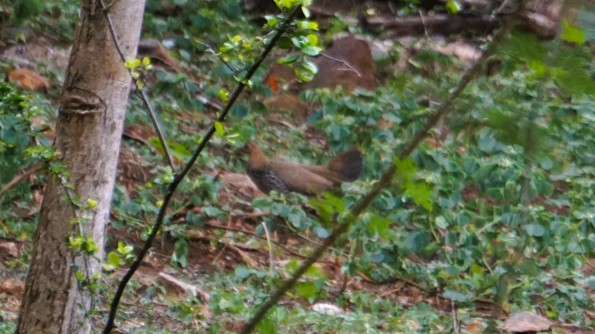 Gray Junglefowl - ML639226246