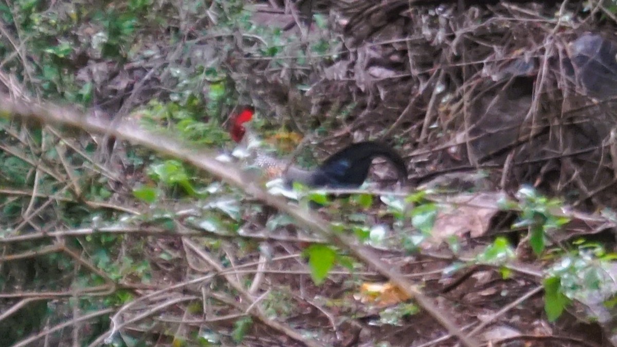 Gray Junglefowl - ML639226247