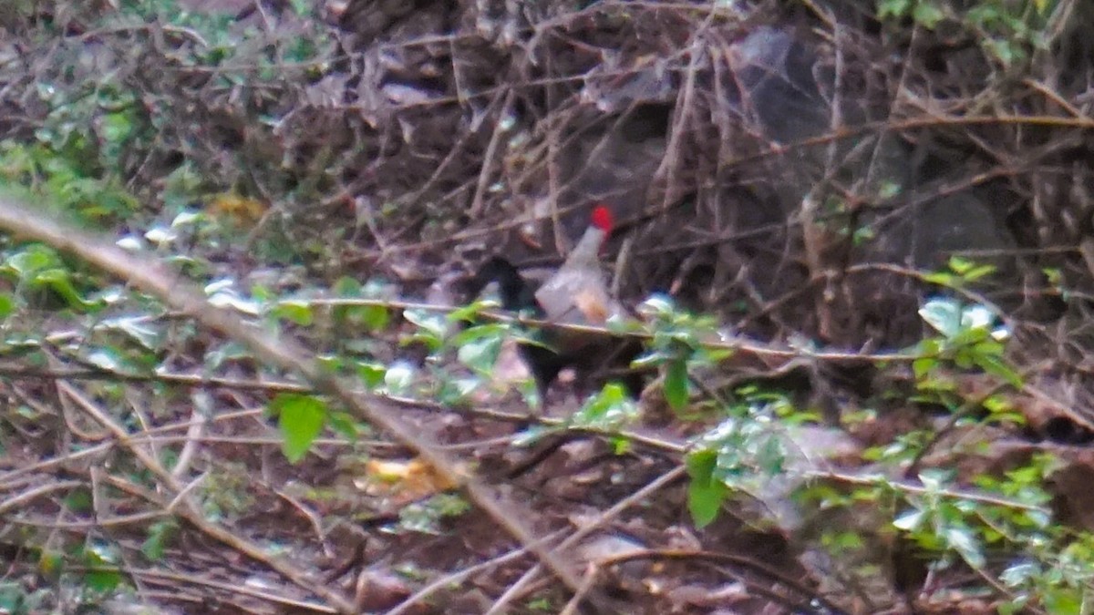 Gray Junglefowl - ML639226248