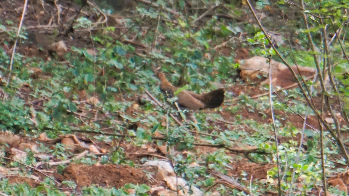 Gray Junglefowl - ML639226249