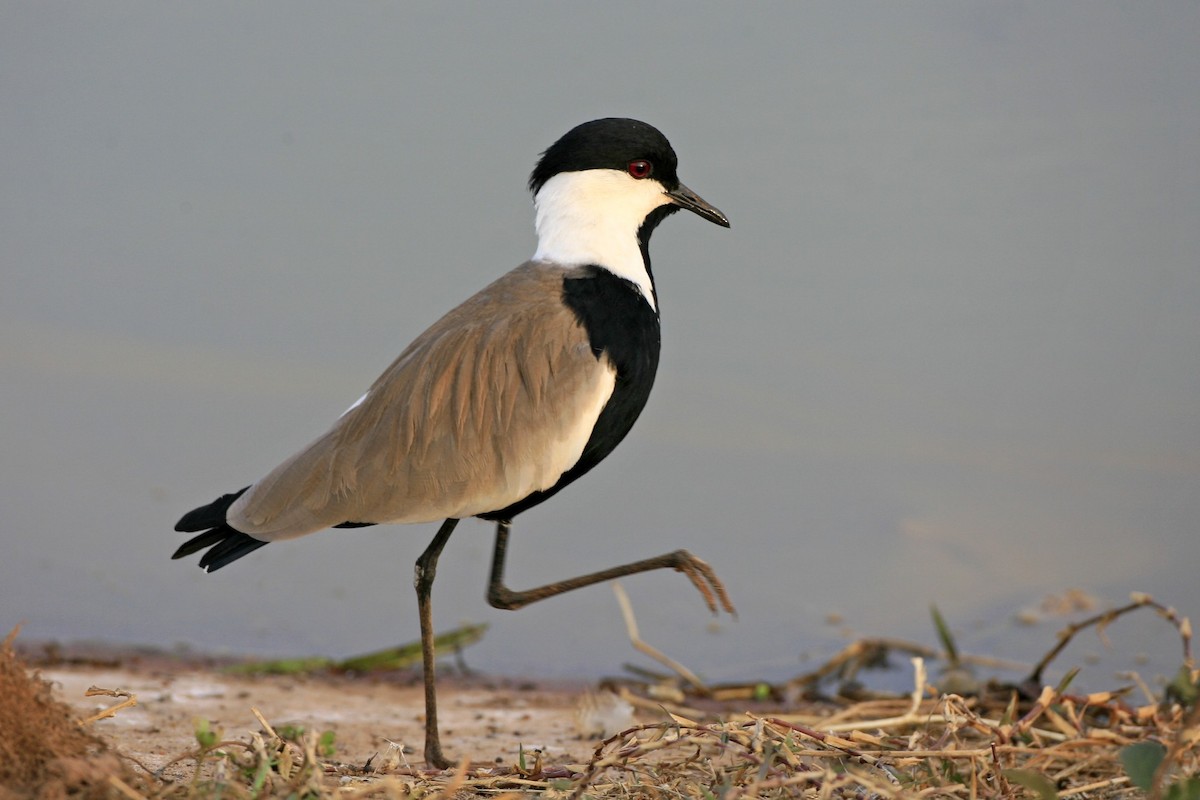 Spur-winged Lapwing - ML639226279