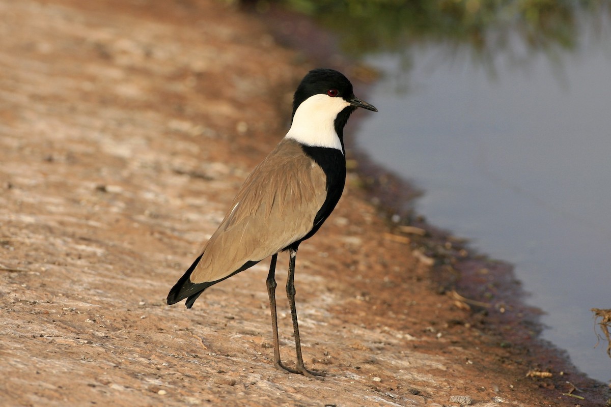 Spur-winged Lapwing - ML639226280