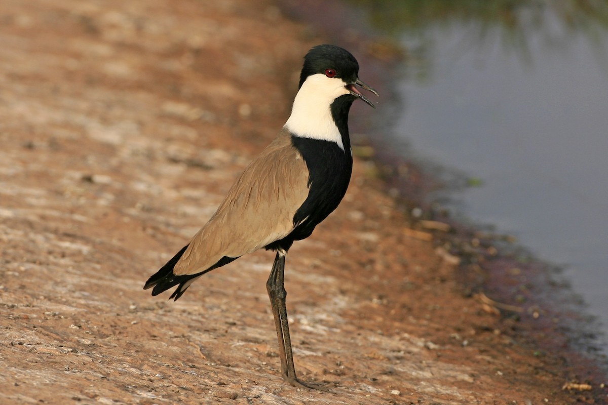 Spur-winged Lapwing - ML639226281