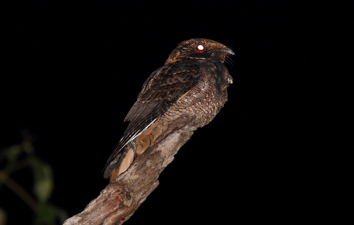 Rufous Nightjar - ML639226334