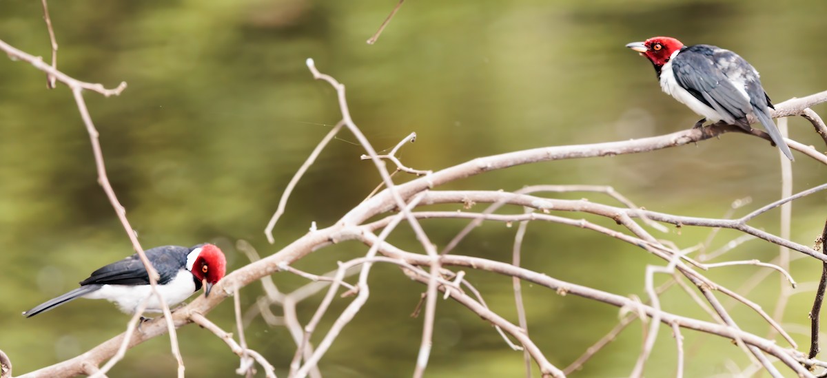 Red-capped Cardinal - ML639226358