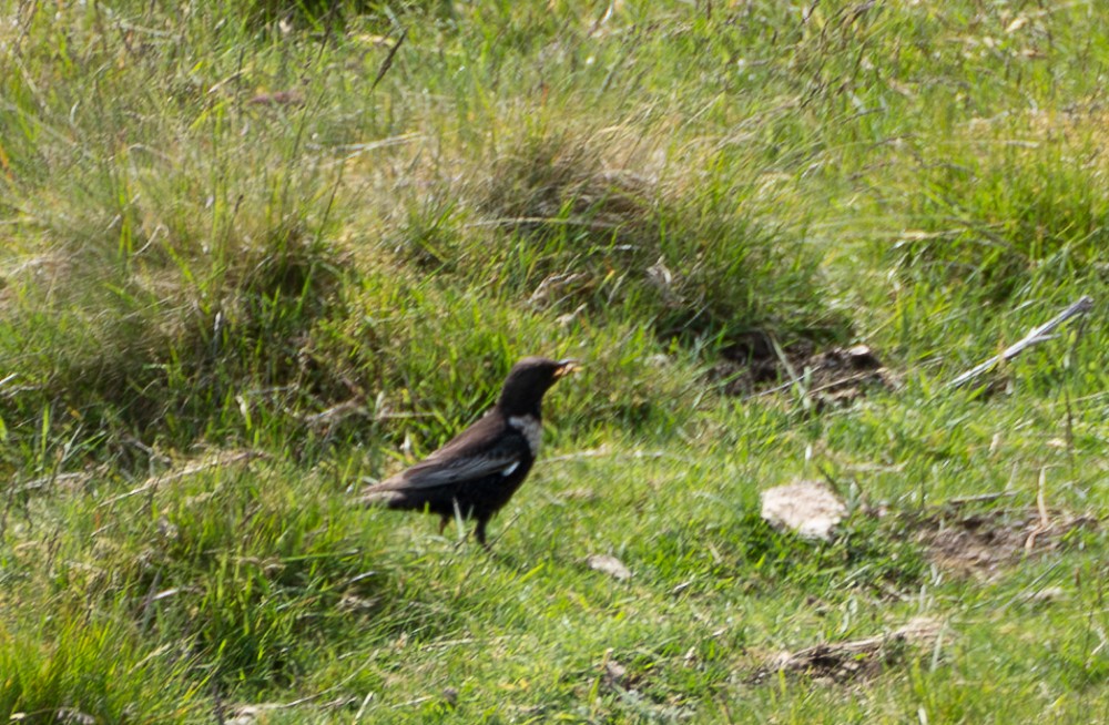 Ring Ouzel - ML639226404