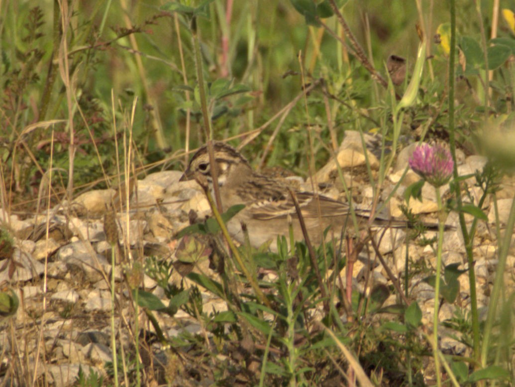 Lark Sparrow - ML63922641