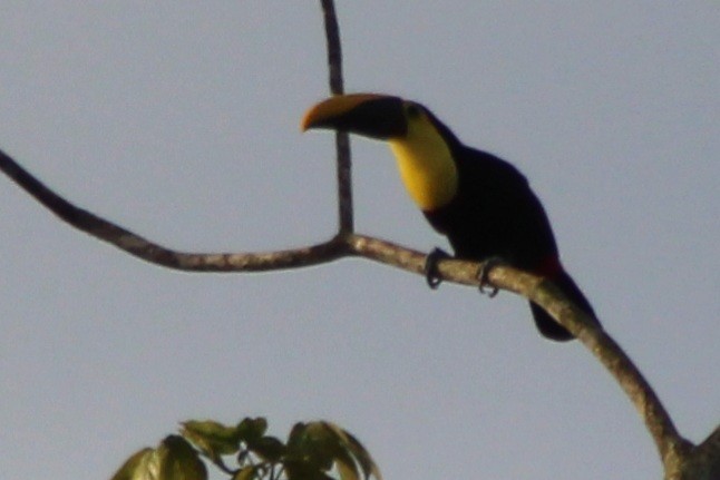 Yellow-throated Toucan (Chestnut-mandibled) - ML639226504