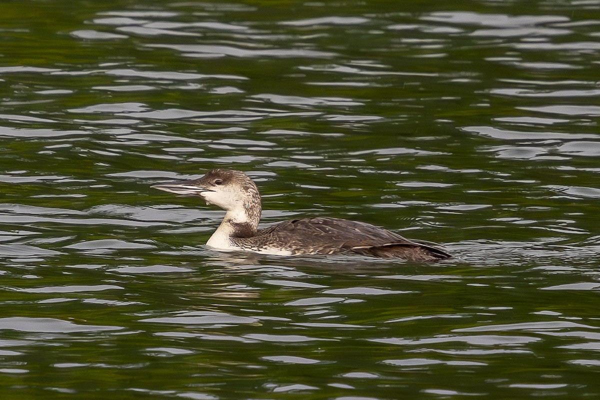 Common Loon - ML639226539