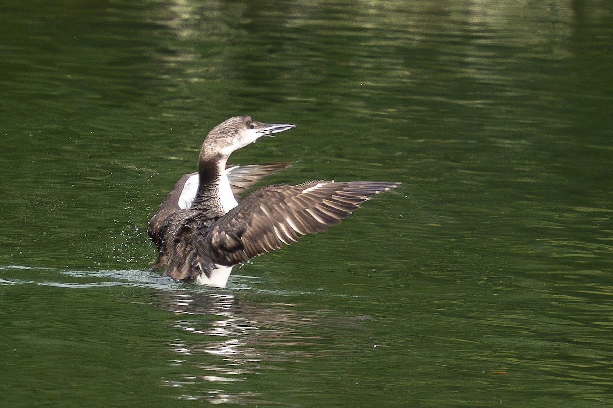 Common Loon - ML639226540