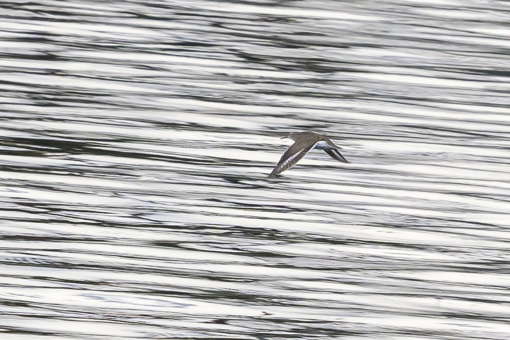 Spotted Sandpiper - ML639226549