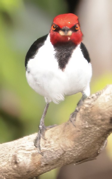 Red-capped Cardinal - ML639226550