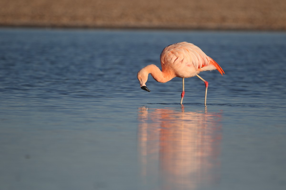Chilean Flamingo - ML639226560