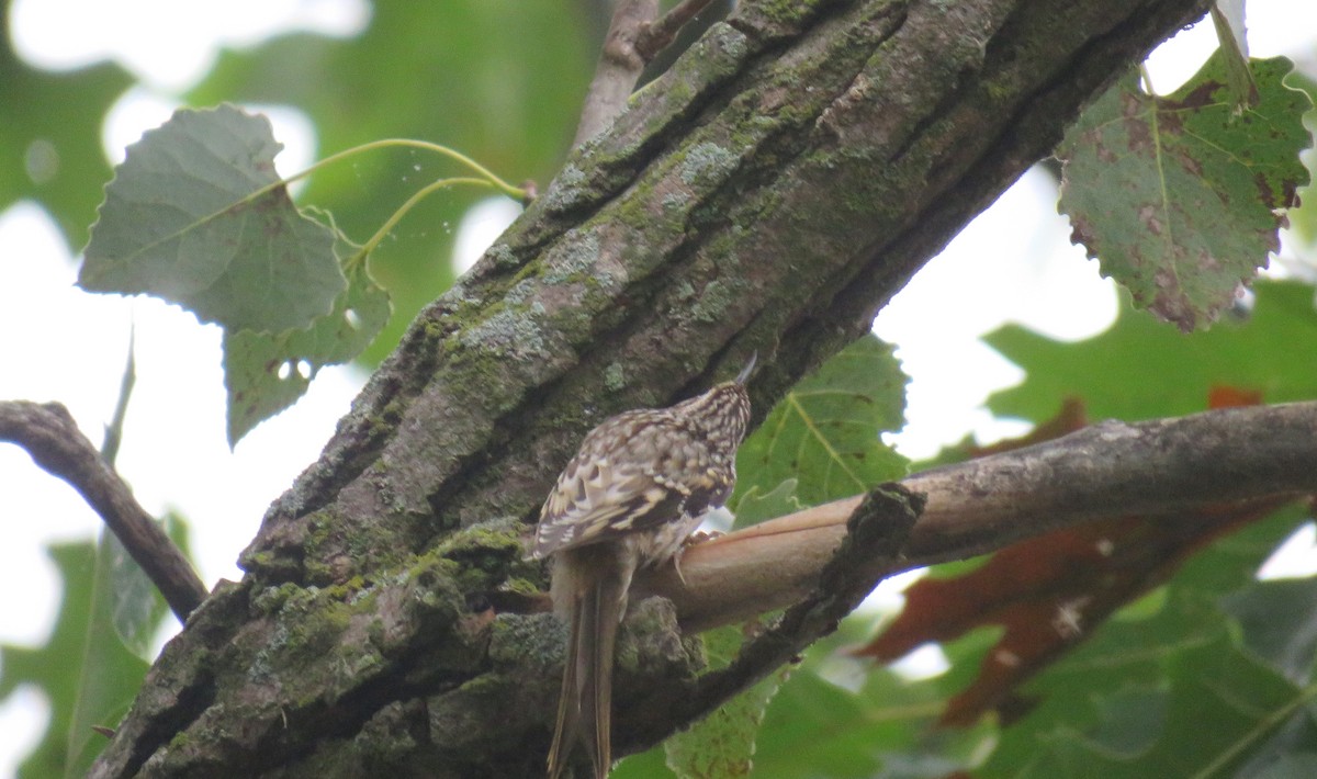 Brown Creeper - ML639226563