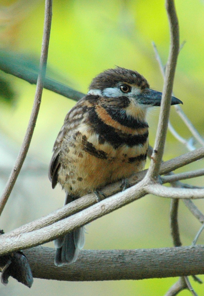 Two-banded Puffbird - ML639226564