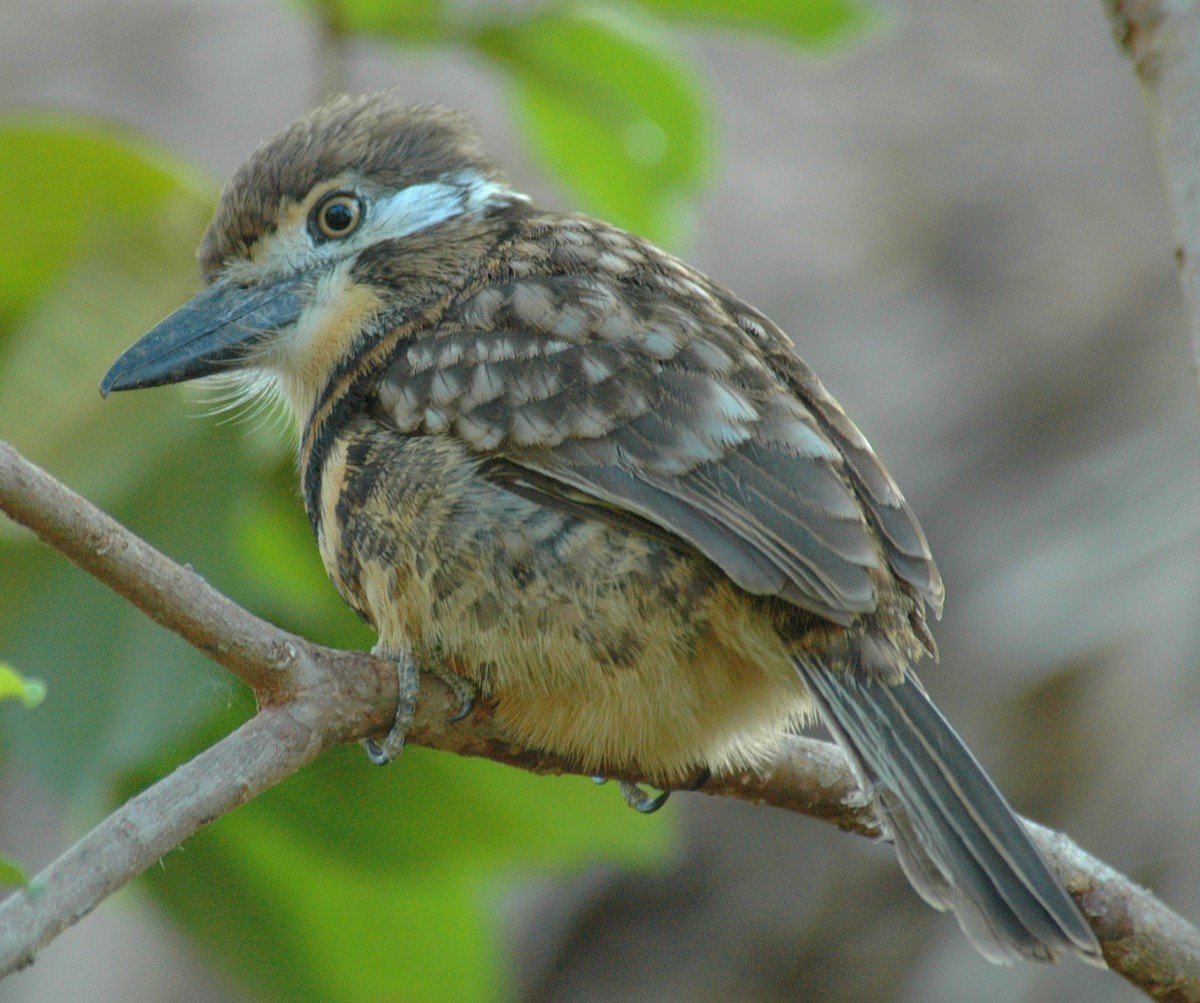 Two-banded Puffbird - ML639226565