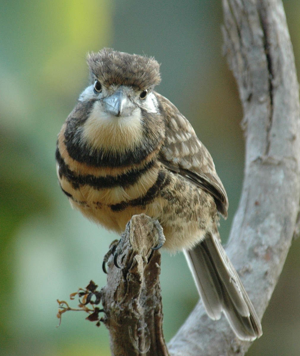 Two-banded Puffbird - ML639226570