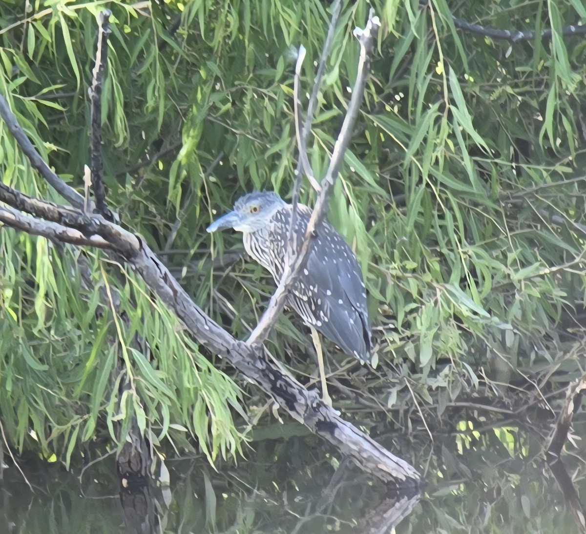 Yellow-crowned Night Heron - ML639226597
