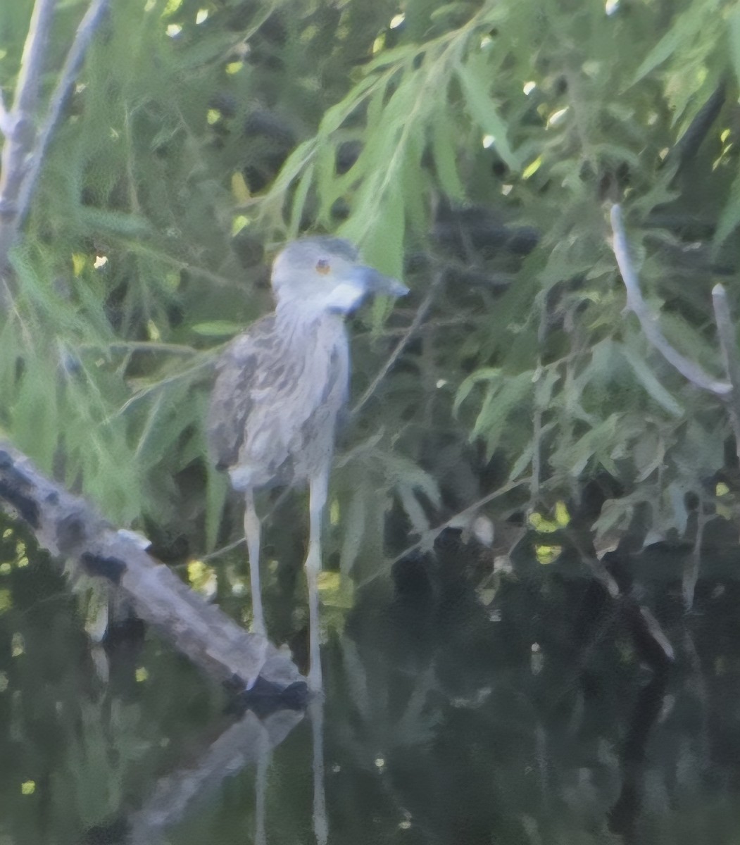 Yellow-crowned Night Heron - ML639226600