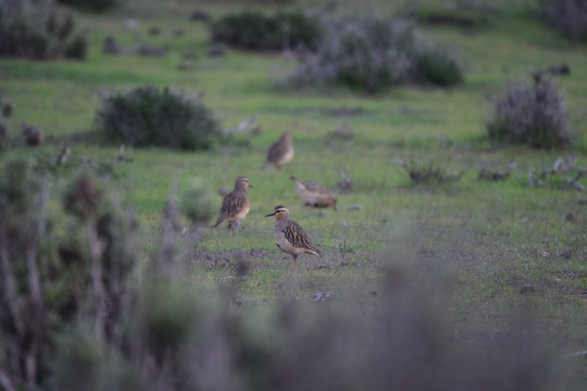 Tawny-throated Dotterel - ML639226684