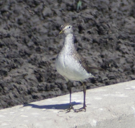 Solitary Sandpiper - ML639226780