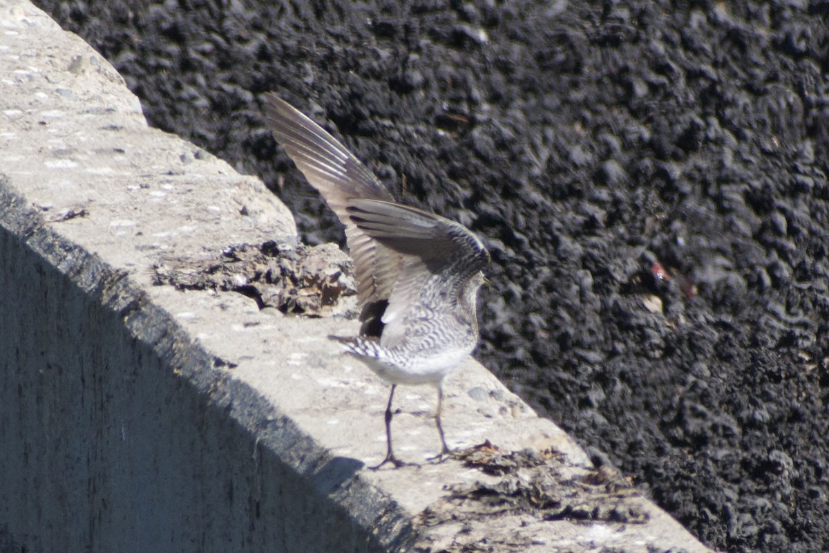 Solitary Sandpiper - ML639226781