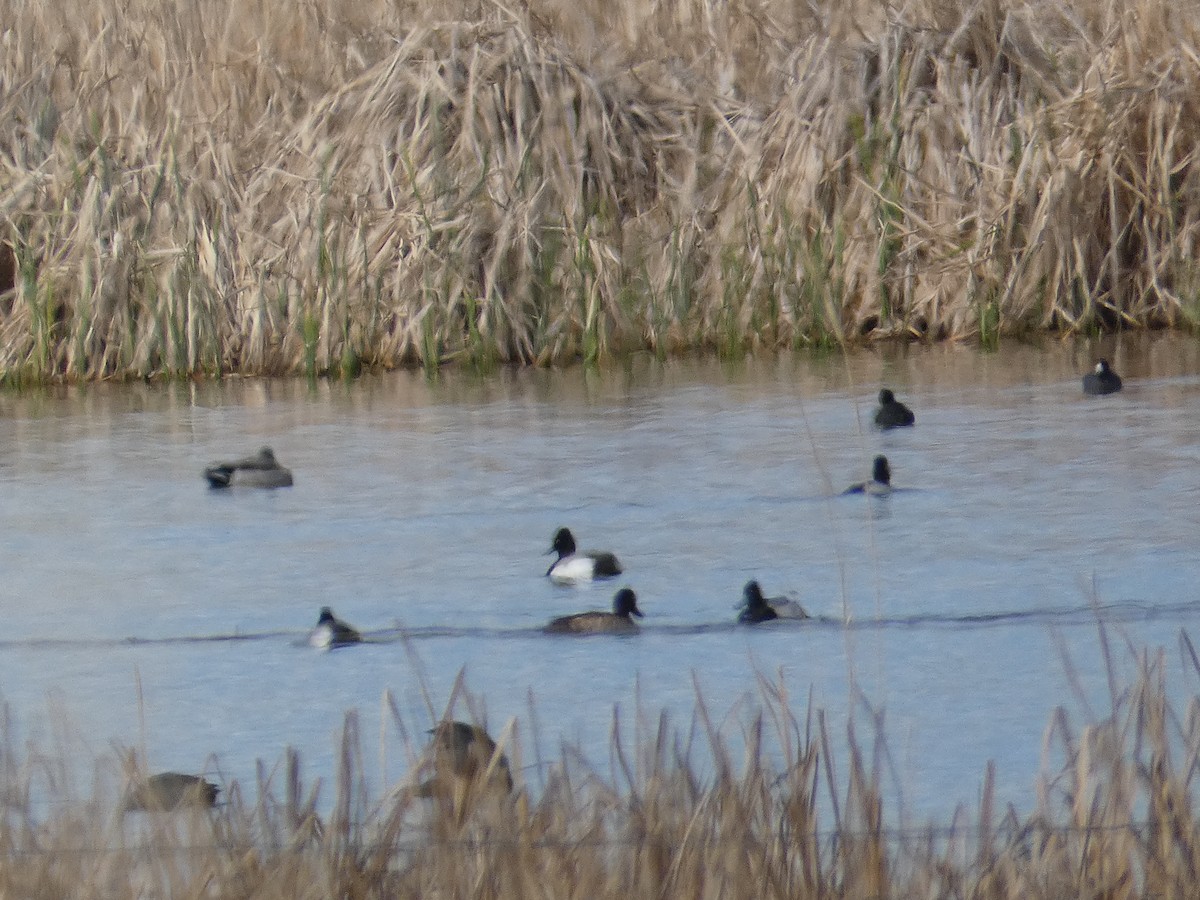 Greater/Lesser Scaup - ML639226804