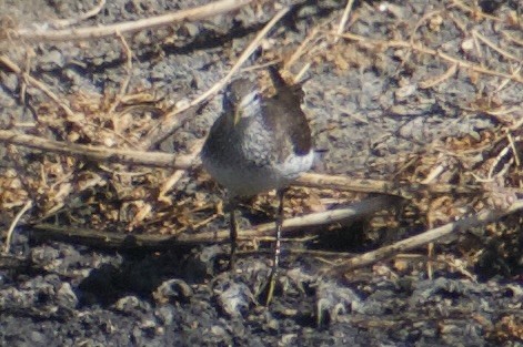 Solitary Sandpiper - ML639226844