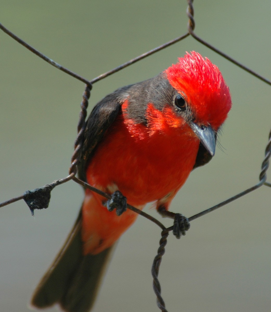 Vermilion Flycatcher - ML639226973