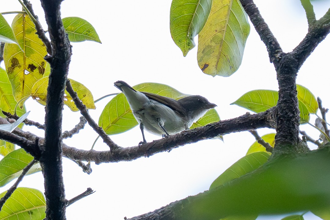 Red-chested Flowerpecker - ML639227233