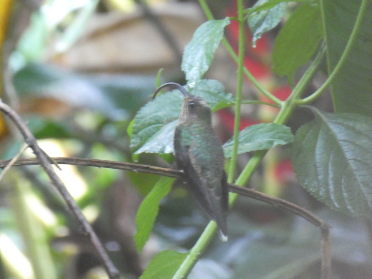 カマハシハチドリ - ML639227276