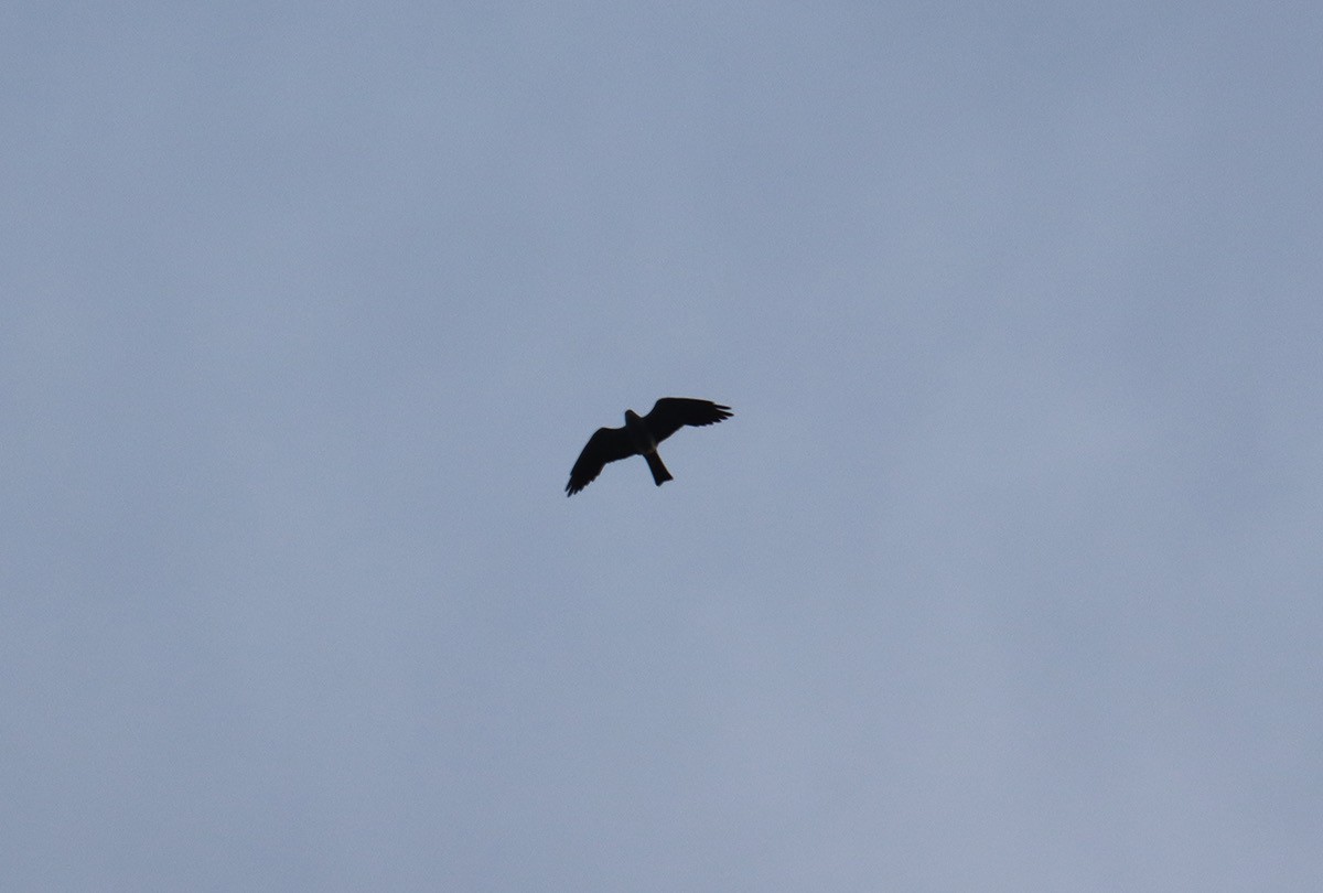 Mississippi Kite - ML639227313