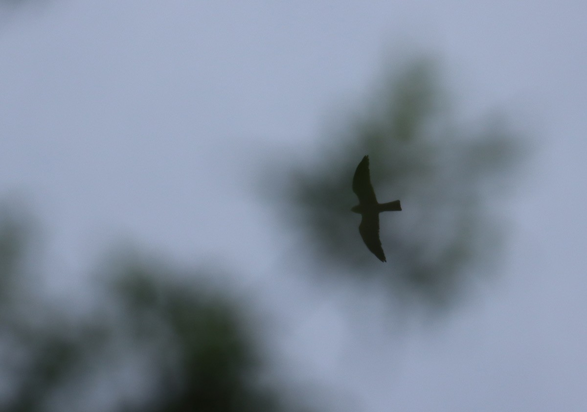 Mississippi Kite - ML639227314