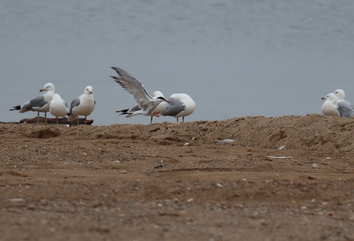Common Tern - ML639227354