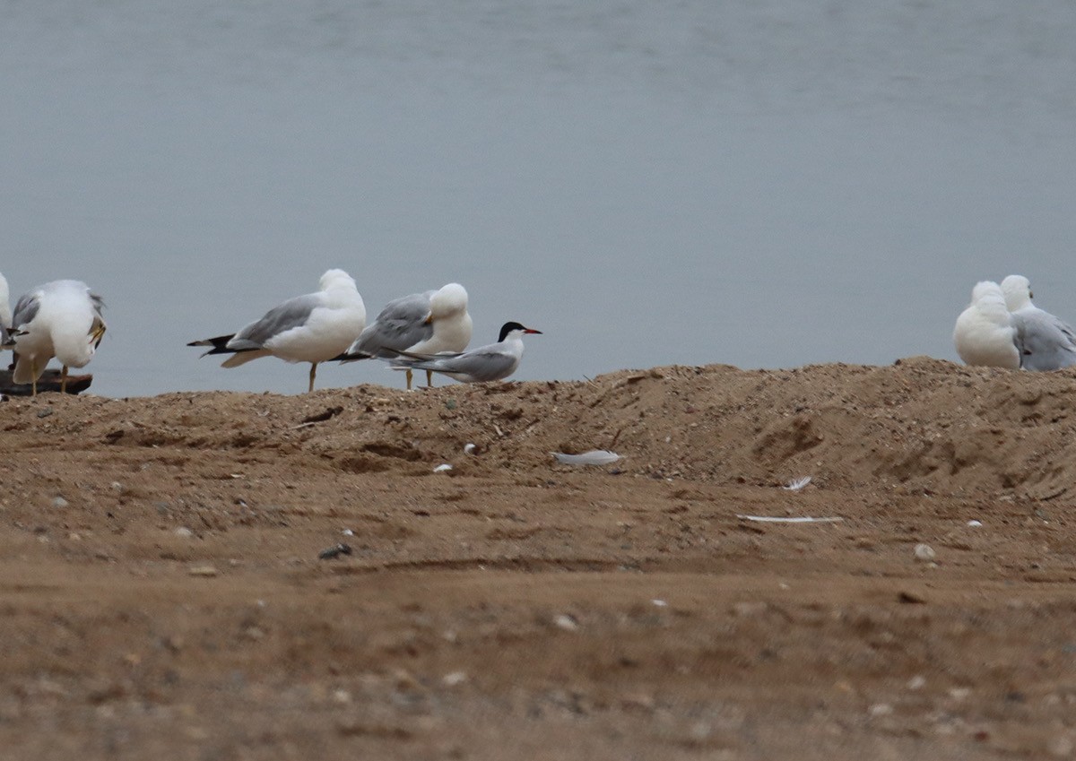 Common Tern - ML639227355