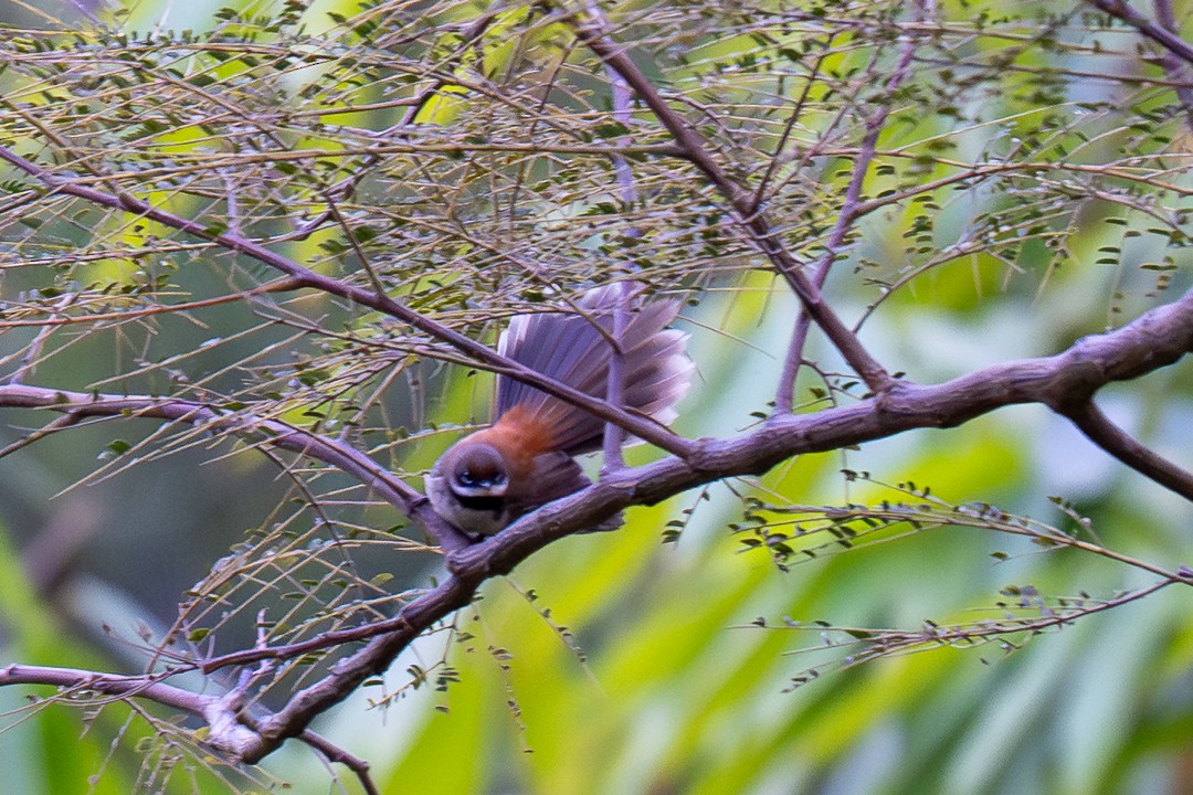 Supertramp Fantail (Lesser Sundas) - ML639227424
