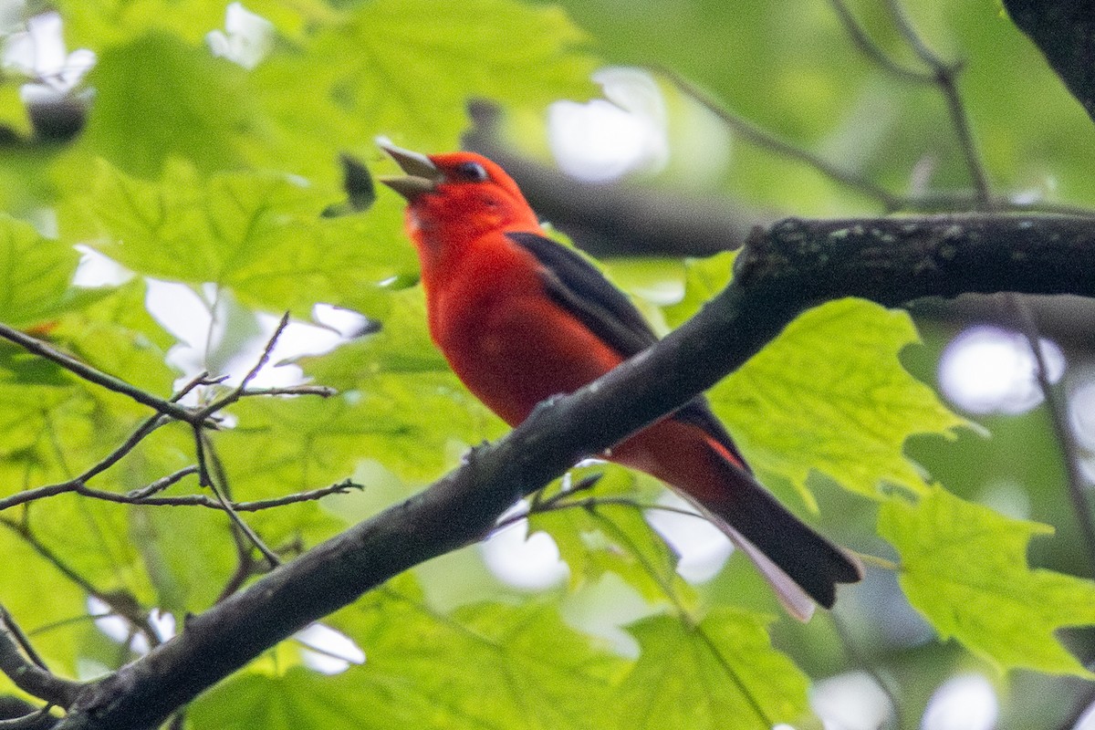 アカフウキンチョウ - ML639227425