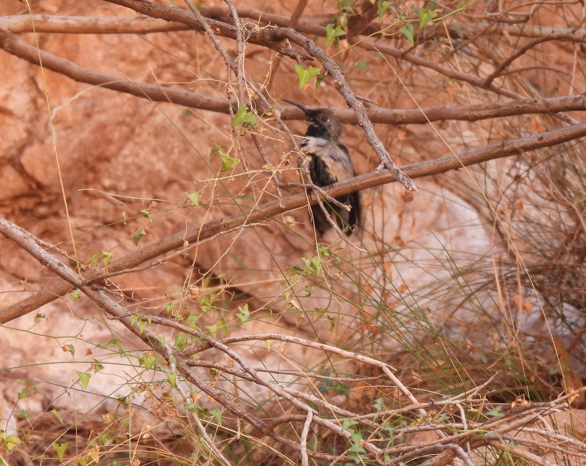 Colibri à flancs blancs - ML639227436