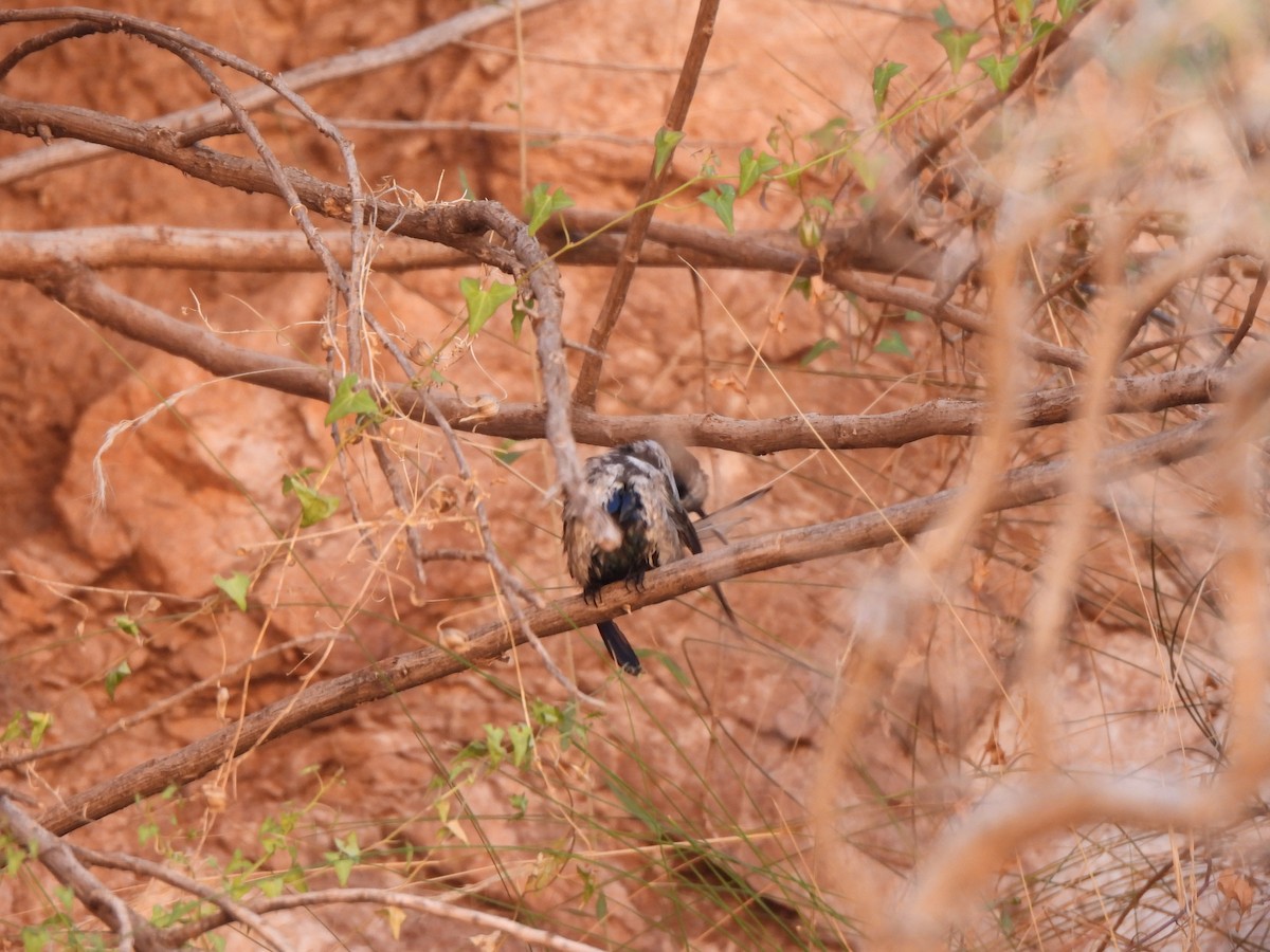 Colibri à flancs blancs - ML639227439