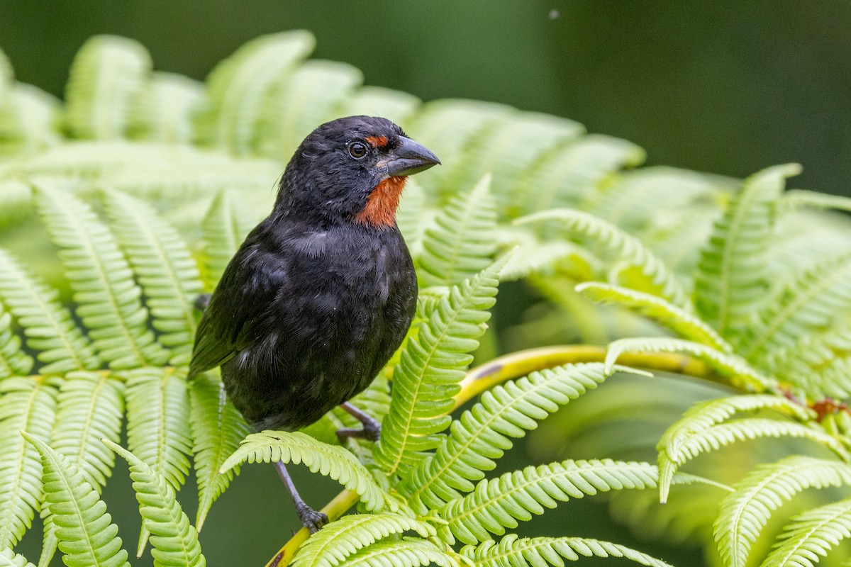 Lesser Antillean Bullfinch - ML639227466
