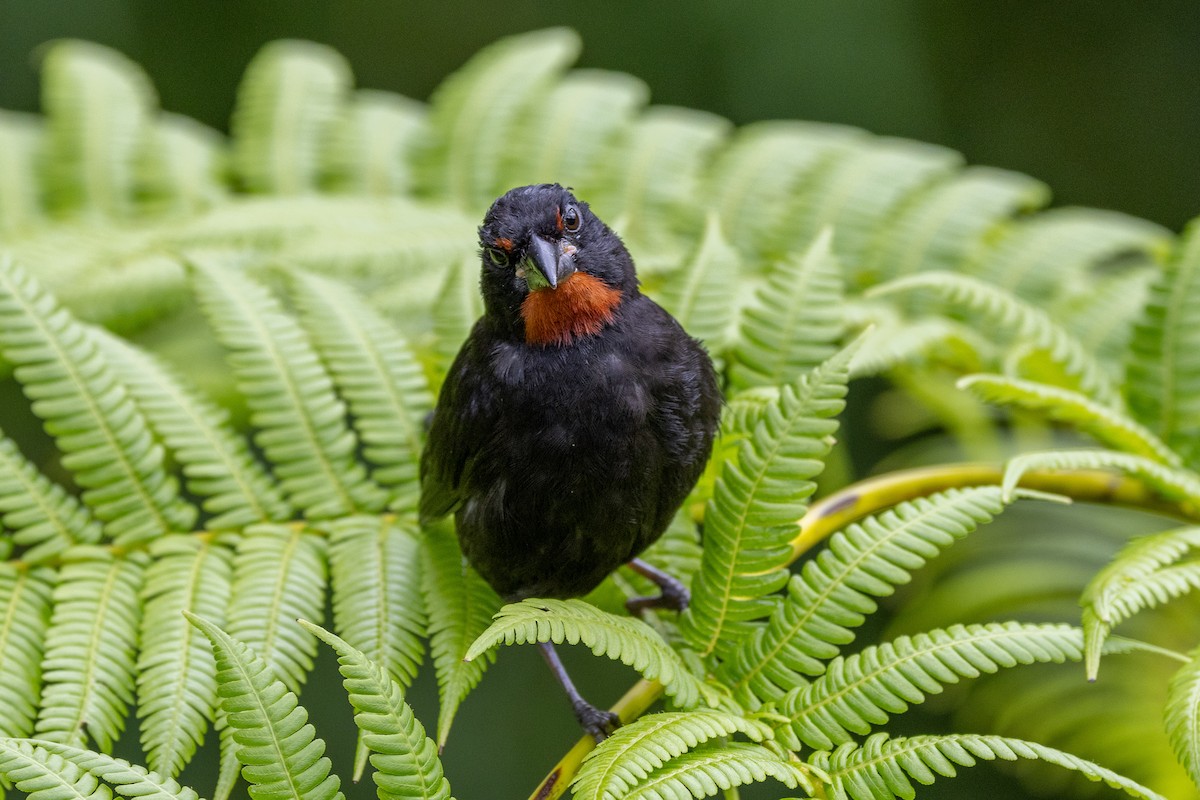 Lesser Antillean Bullfinch - ML639227468